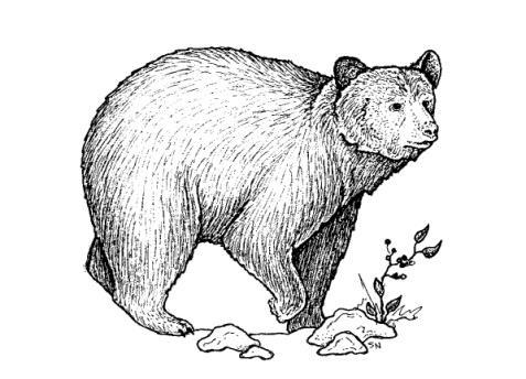 Identify the status of each of the world s bear species. 6.