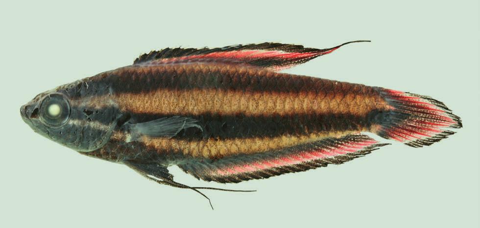 Vertebrate Zoology n 62 (3) 2012 403 Fig. 3. Holotype (MTD 32808) of Parosphromenus phoenicurus spec. nov. (adult male, 29.0 mm SL). tral part of head dark. Stripes (as described above) blackish.