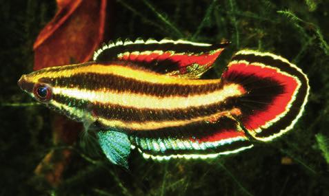 Caudal fin with almost triangular dark black patch, surrounded by vivid red or crimson band, light bluish band, subdistal black band, and light blue margin.