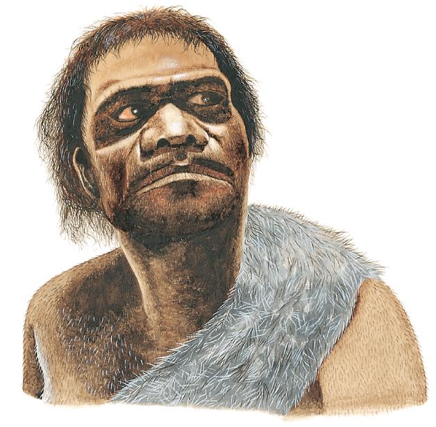 Section 3 Human Ancestry! Homo neanderthalensis evolved exclusively in Europe and Asia about 200,000 years ago.