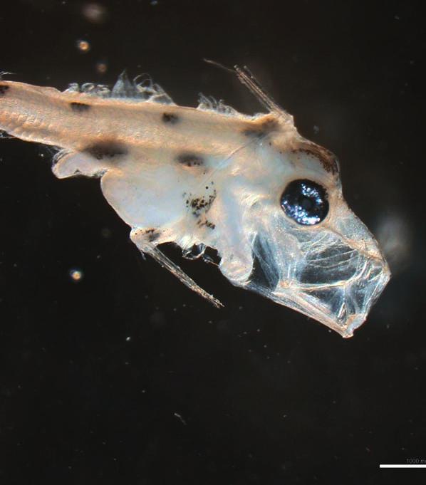 Scalloped ribbonfish larva (Zu cristatus) OCEANA/