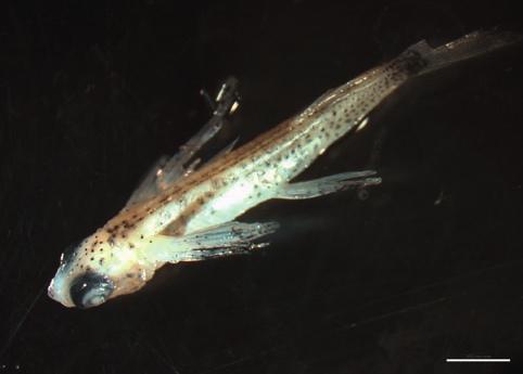 BLUEFIN TUNA LARVAL SURVEY - Oceana-MarViva Campaign 2008 45 Anchovy (Engraulis encrasicholus) Small pelagic species (Order Clupeiformes; Family Engraulidae), generally appearing in big schools from