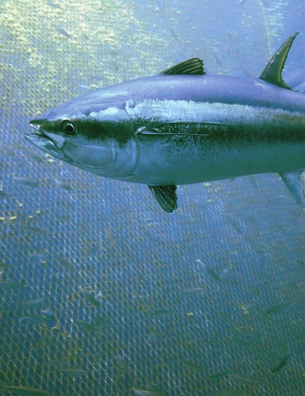 Bluefin tuna (Thunnus thynnus) in a tuna