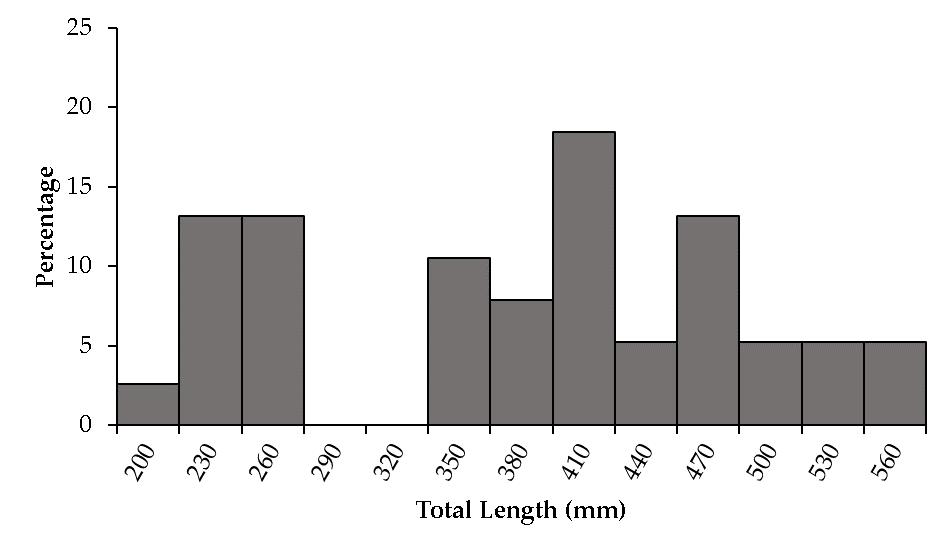 4.1.3 Rainbow trout population structure Rainbow trout captured by anglers ranged in TL from 205 to 585 mm, with a mean TL of 393.1 ± 17.1 mm (n = 38) (Figure 3). Six (15.