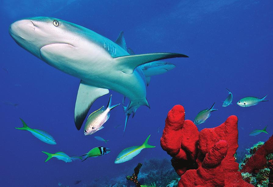 NAME: SHARKS VERSUS OTHER FISH Though they both call the ocean home, sharks are built differently from other fish.