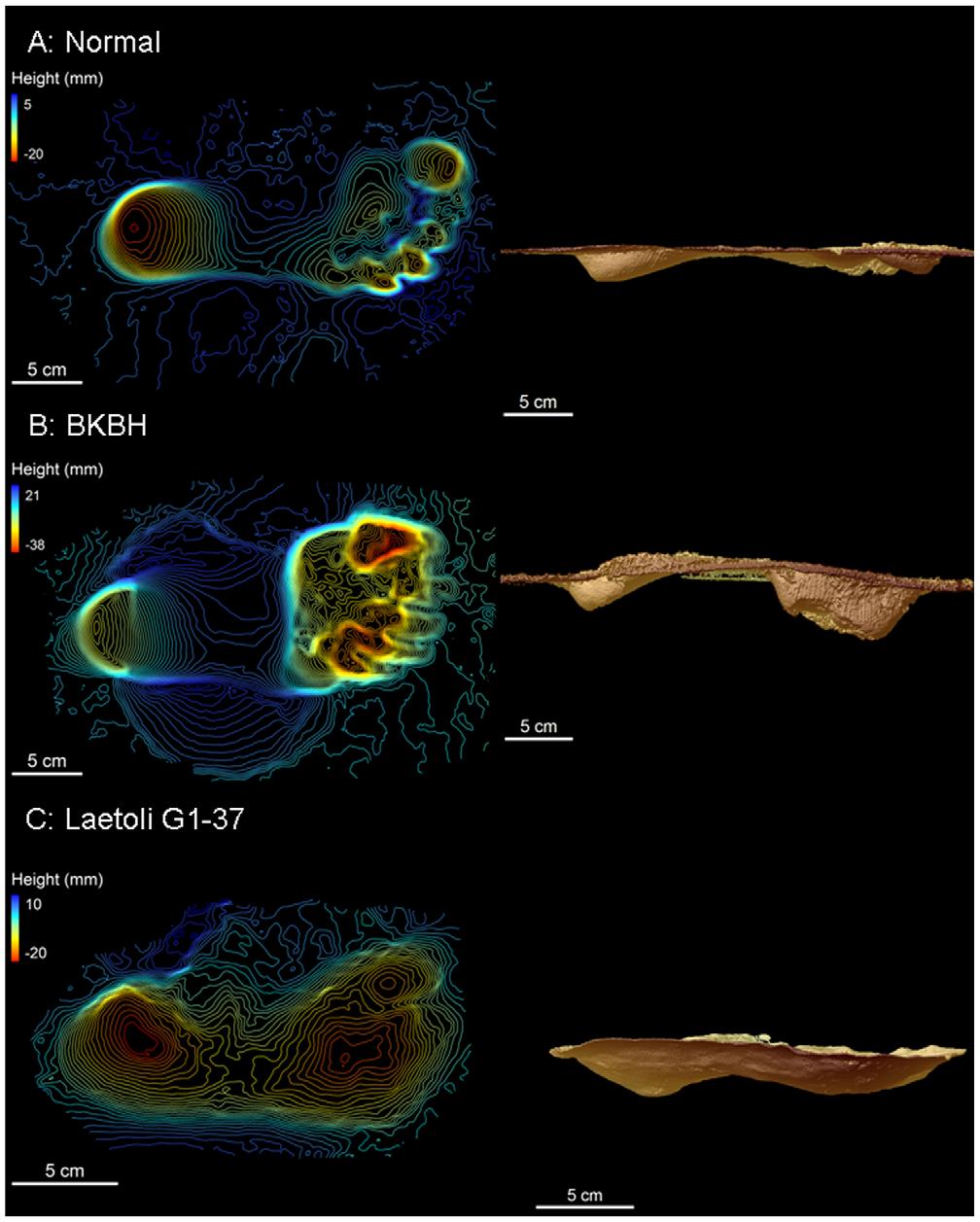 Figure 1. Three dimensional scans of experimental footprints and a Laetoli footprint. Contours are 1 mm.