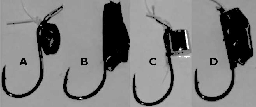 significance. Magnetic and non-magnetic control hooks (with a lead sinker replacing the magnet) were fished simultaneously for equal times with the same bait and equivalent bait placement.
