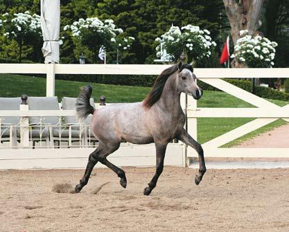 He has recently been awarded 2012 New Zealand National Champion Stallion, making him twice National Champion from two attempts.