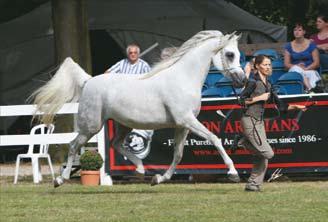 Messaoudi Al Saba was sold to AshAanon Arabians in Slovenia, where he was shown to a class win at the 2010 Egyptian Event Europe.