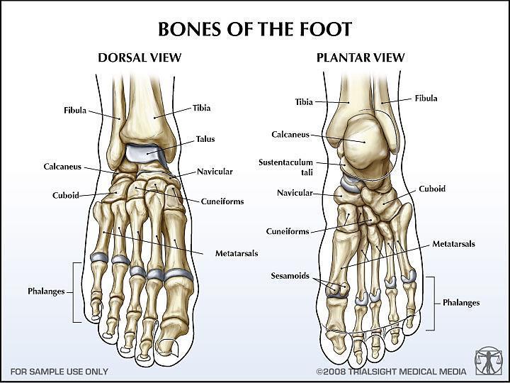 21 Figure 2.1. Dorsal and plantar view of the human foot bones Digital image http://vo2maxproductions.files.wordpress.com/2010/11/footanatomy.