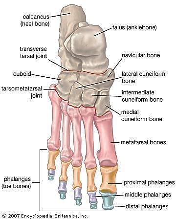 22 Figure 2.2. Different bones and joints. Digital image http://dailyanatomy.tumblr.com/page/3 2.3 Gait Cycle and Gait Analysis A systematic study of human walking is called gait analysis.