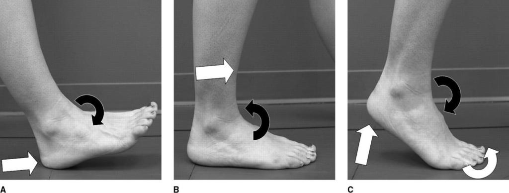 25 Figure 2.4. (A) Heel rocker, (B) Ankle rocker and (C) MP joint rocker Digital image http://www.jaaos.org/content/15/3/178/f2.large.jpg In the gait cycle, the speed also plays a very important role.