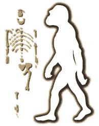 Bipedalism: Australopithecus afarensis 4-3 MYA Lucy 3MYA