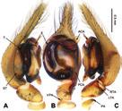 10 Lu Chen et al. / ZooKeys 512: 1 18 (2015) Figure 5. Platocoelotes shuiensis sp. n., holotype male. A Left palp, prolateral view B Left palp, ventral view C Left palp, retrolateral view.