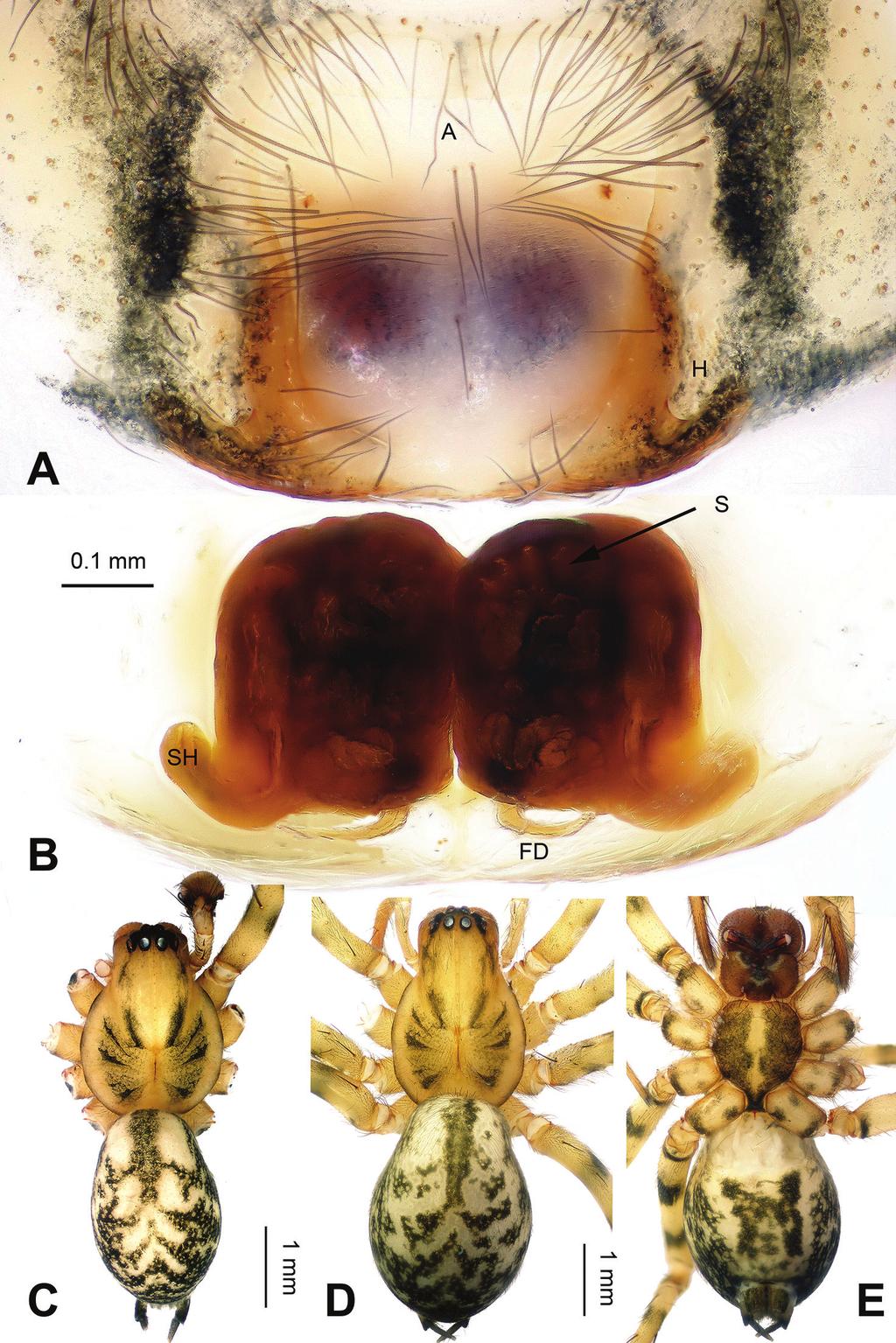 Five new Platocoelotes species (Araneae, Agelenidae) from caves in southern China 11 Figure 6. Platocoelotes shuiensis sp. n., one paratype female.