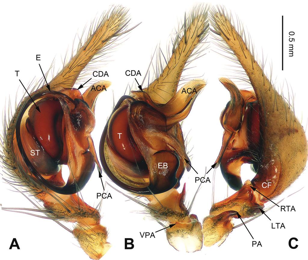 12 Lu Chen et al. / ZooKeys 512: 1 18 (2015) Platocoelotes tianyangensis Chen & Li, sp. n. http://zoobank.org/997fec88-c19b-459d-904c-0a7258b26bf7 Figs 7 8, 11 Type material.