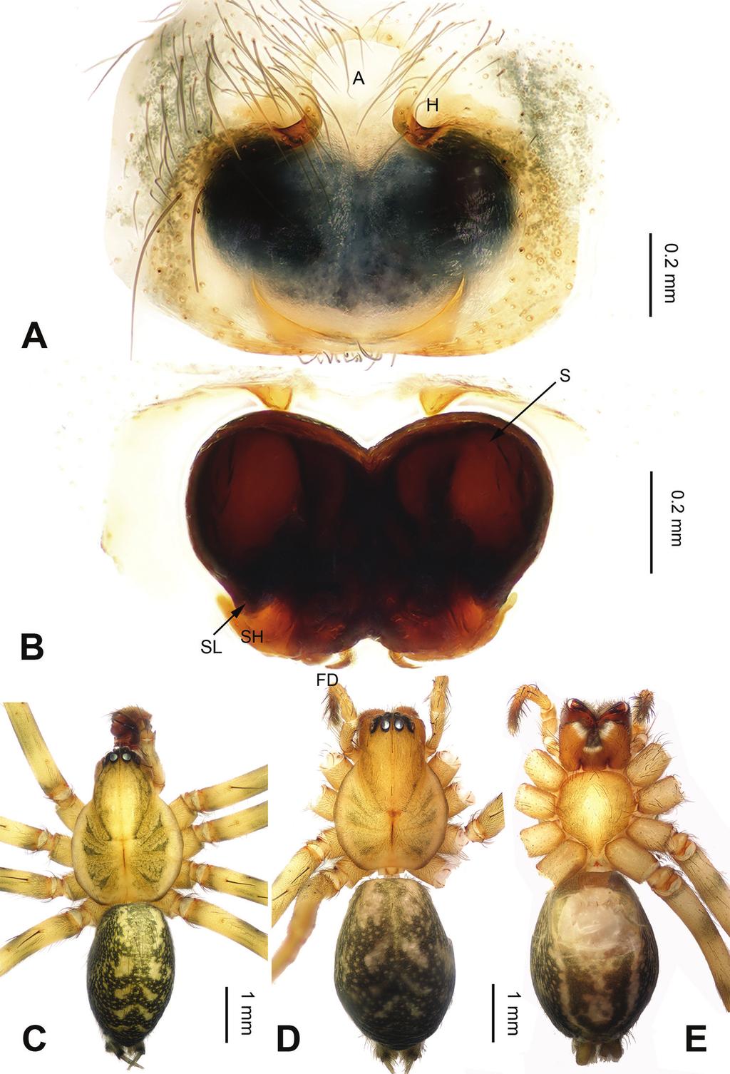 Five new Platocoelotes species (Araneae, Agelenidae) from caves in southern China 13 Figure 8. Platocoelotes tianyangensis sp. n., one paratype female.