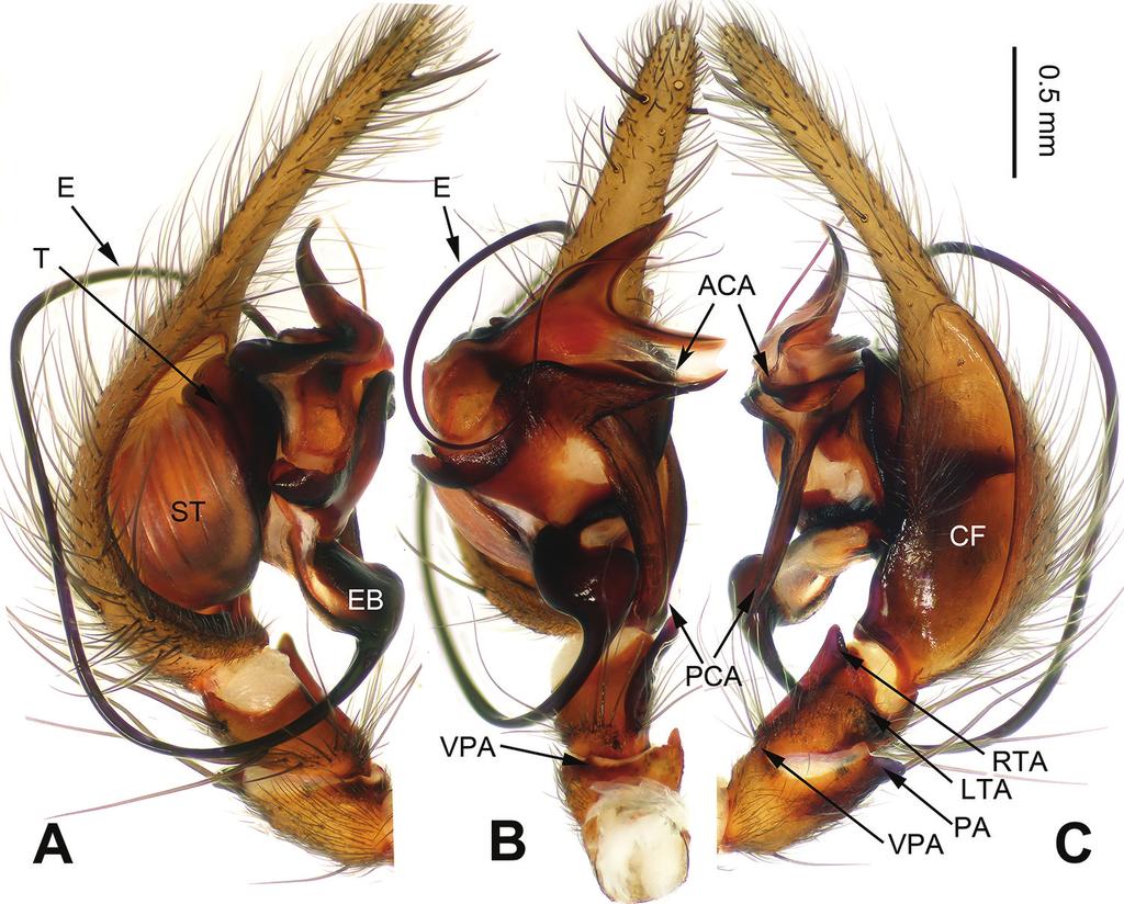 Five new Platocoelotes species (Araneae, Agelenidae) from caves in southern China 15 Figure 9. Platocoelotes xianwuensis sp. n., holotype male.
