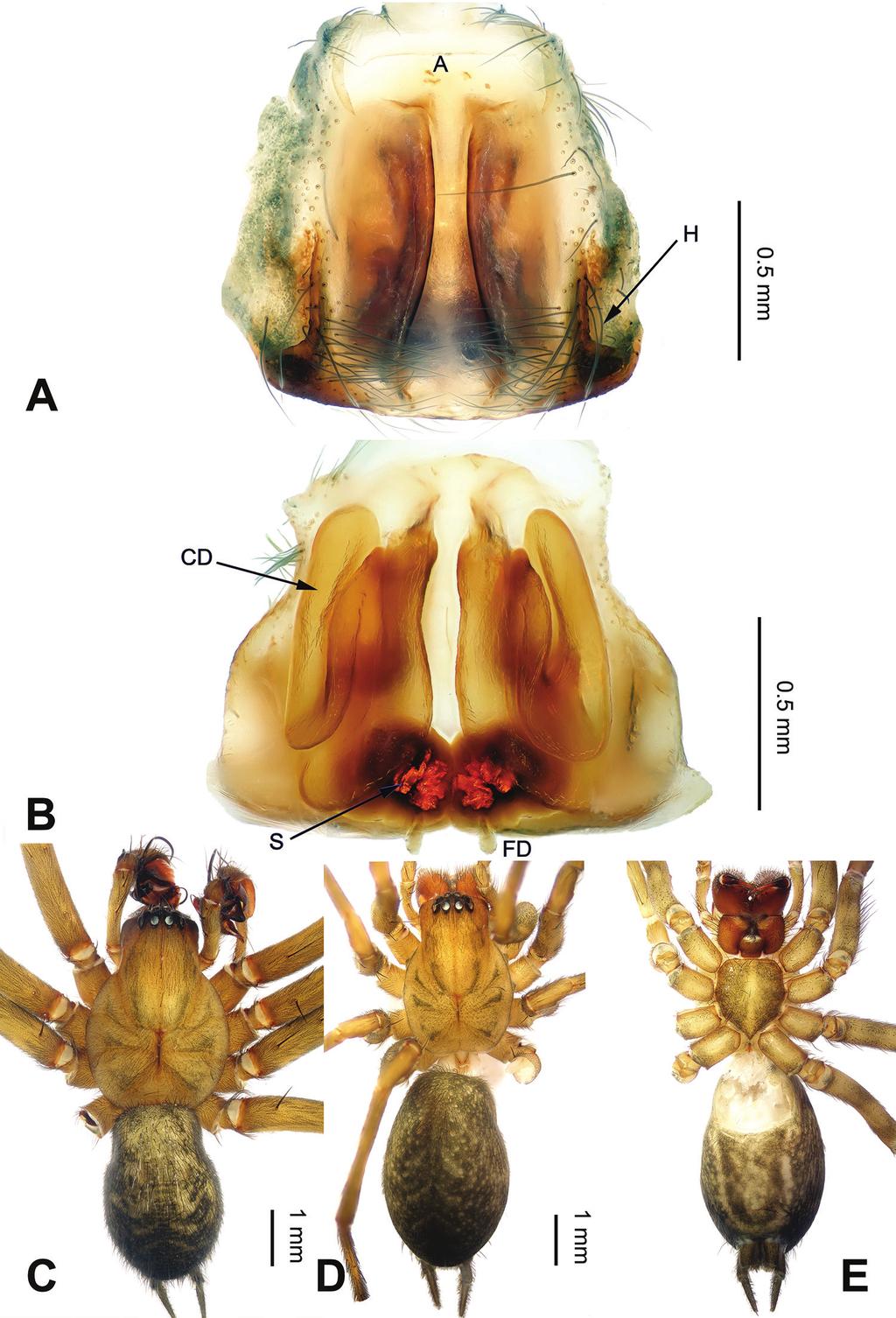 16 Lu Chen et al. / ZooKeys 512: 1 18 (2015) Figure 10. Platocoelotes xianwuensis sp. n., one paratype female.