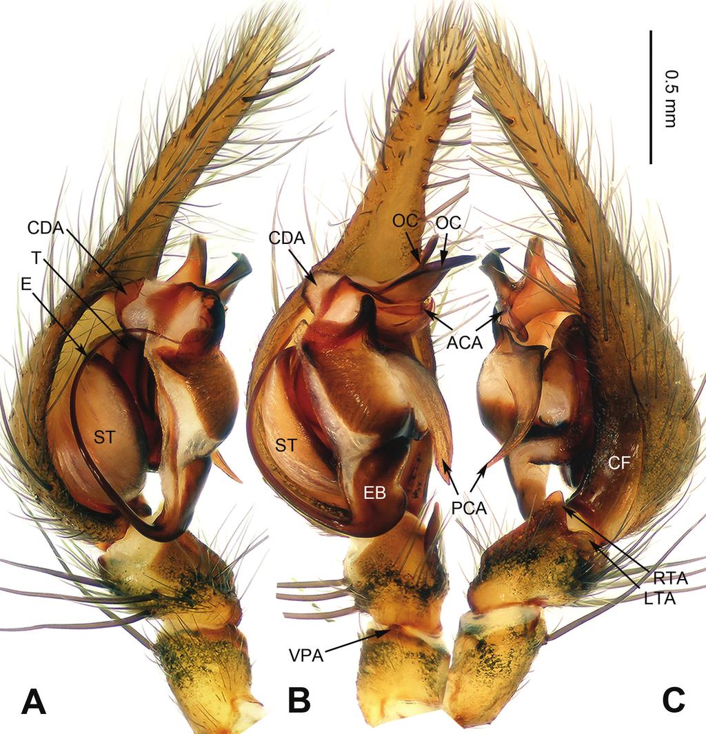 4 Lu Chen et al. / ZooKeys 512: 1 18 (2015) Figure 1. Platocoelotes luoi sp. n., holotype male. A Left palp, prolateral view B Left palp, ventral view C Left palp, retrolateral view.