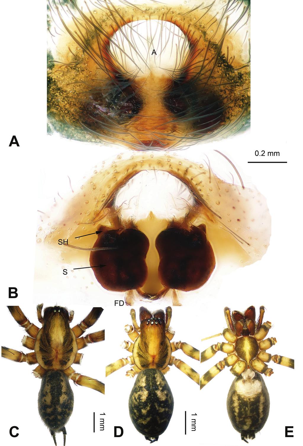 Five new Platocoelotes species (Araneae, Agelenidae) from caves in southern China 5 Figure 2. Platocoelotes luoi sp. n., one paratype female.