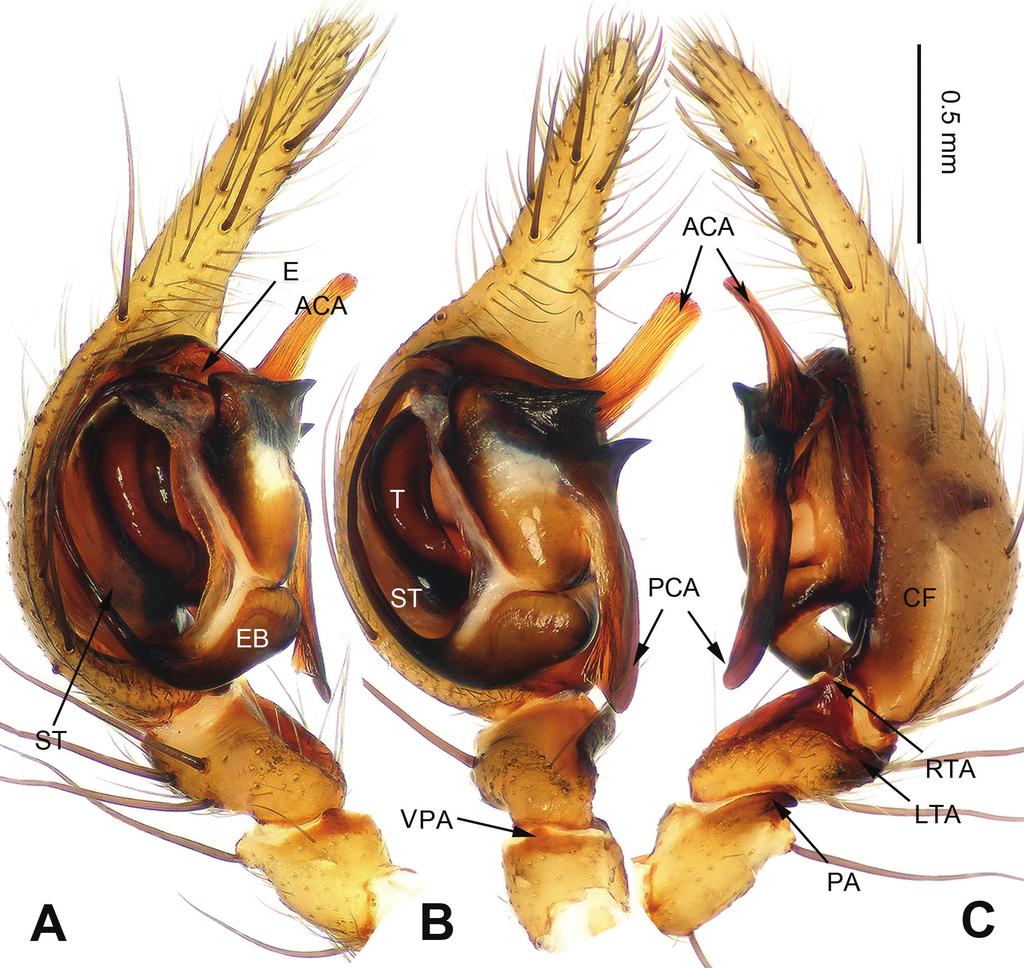 Five new Platocoelotes species (Araneae, Agelenidae) from caves in southern China 7 Figure 3. Platocoelotes qinglinensis sp. n., holotype male.