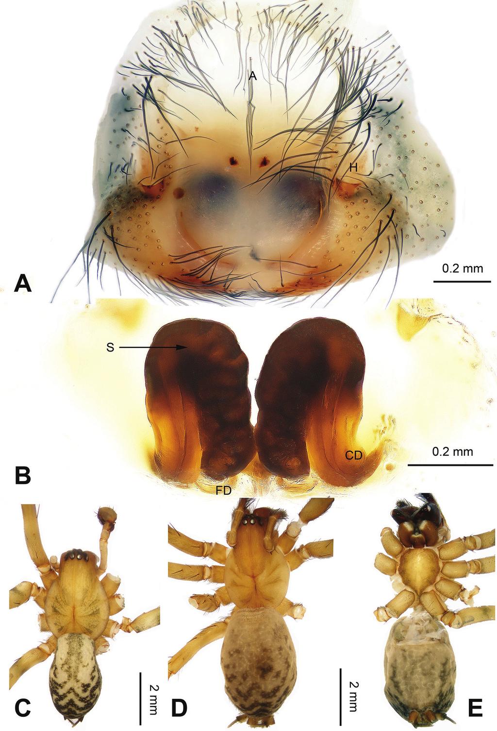 8 Lu Chen et al. / ZooKeys 512: 1 18 (2015) Figure 4. Platocoelotes qinglinensis sp. n., paratype female. A Epigyne, ventral view B Vulva, dorsal view.
