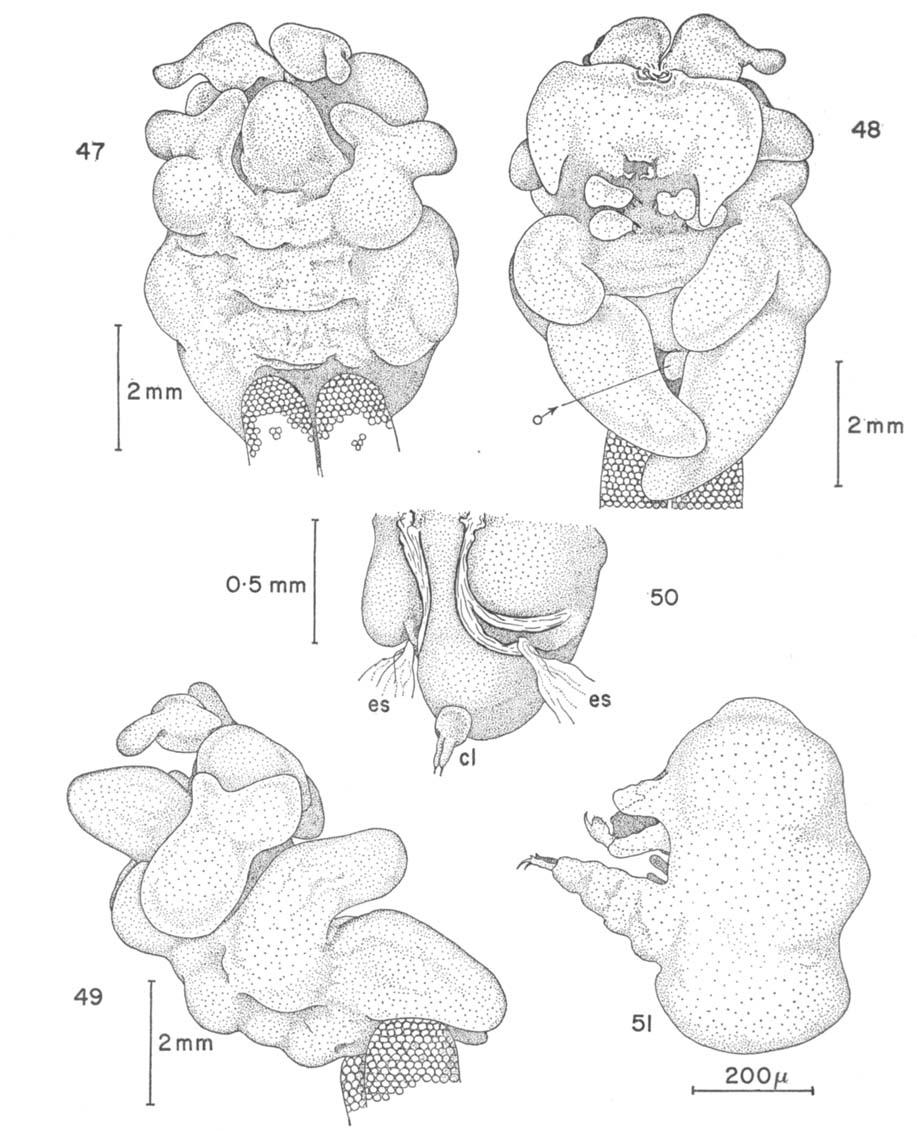 176 Z. KABATAND A. V. GUSEV m Figs 41 to 51. Chondrucunthodes tuberofurcatus Fig. 47. Female, dorsal. 48.