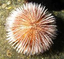 Echinodermata) include sea stars and sea urchins v Chordates (phylum