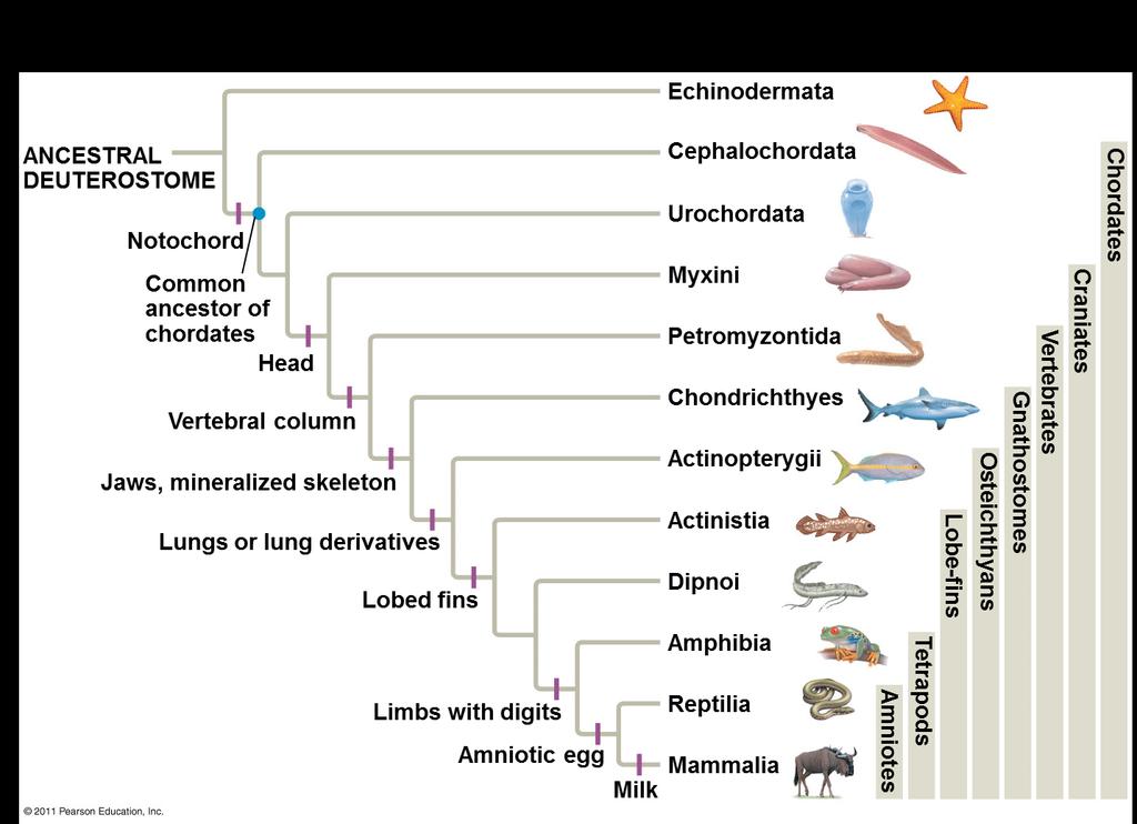tetrapods (vertebrates with limbs), give rise to the Eustachian tube, middle ear cavity, tonsils, and parathyroid glands 4.