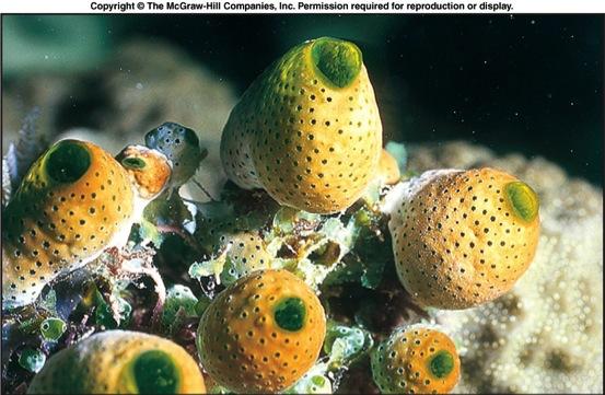 Urochordata v Tunicates filter feed using the pharyngeal
