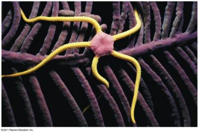 Class Ophiuroidea: Brittle Stars v Brittle stars have a distinct central disk and long, flexible arms, which they use for movement v Some species are suspension feeders, others are