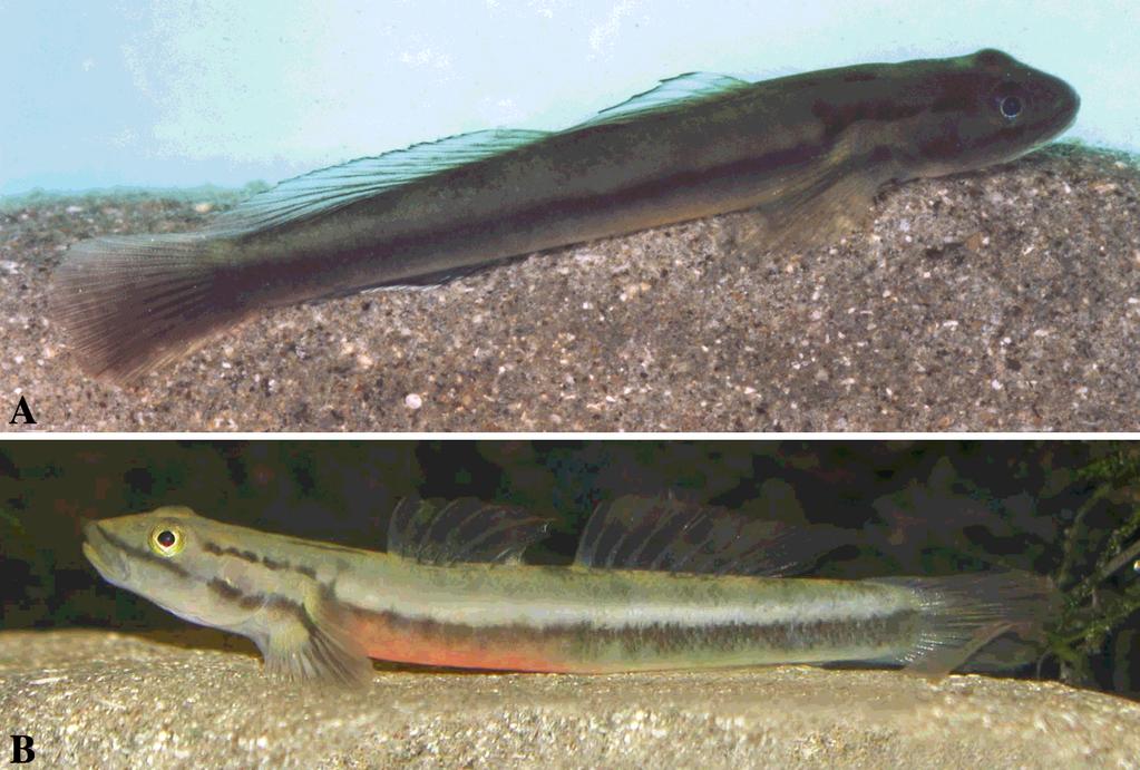 KEITH & MARQUET A new species of freshwater goby from Futuna Island Figure 3. - Sicyopus sasali. A: Male (holotype, MNHN 2004-3170) (photo: P. Keith); B: Female in vivo, not preserved (photo: J.
