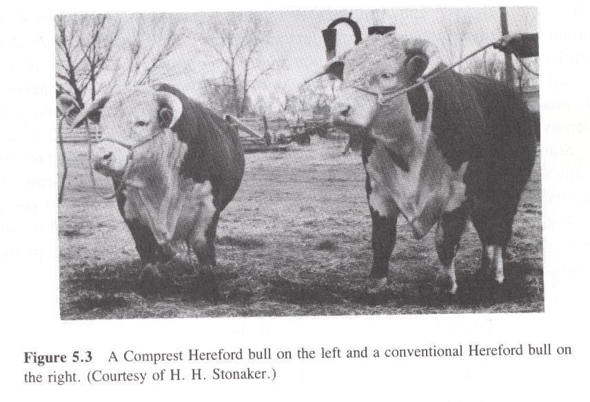 Comprest Herefords Photo
