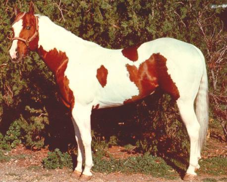 the first mating above to a well marked Appaloosa, tt aa) using the