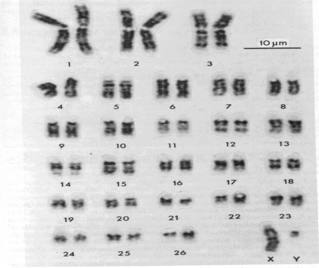 Chromosome numbers of Livestock species: Cattle, bison, goats 60 Horses 64 Donkeys 62