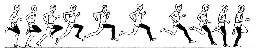 SPRINTS Whole Sequence runs 13 SUPPORT FLIGHT SUPPORT Sprints Whole Sequence Phase Description Each stride comprises a support phase (which can