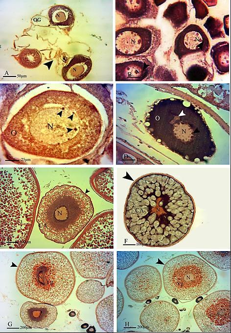 Int. J. Aquat. Biol. (2016) 4(6): 391-399 393 Table 2. The average of follicles, nucleus and zona radiate diameter of Rutilus caspicus in different stage of development.