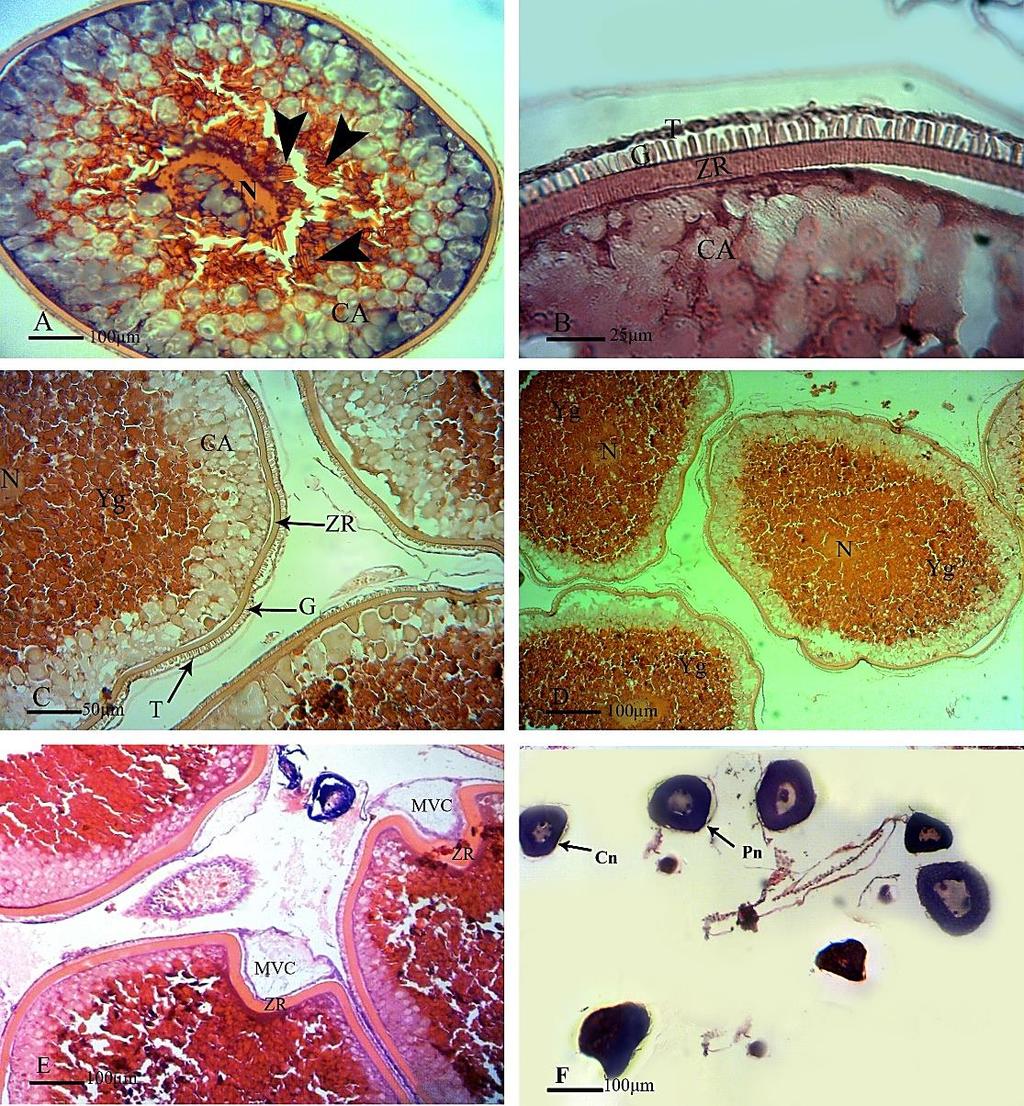 394 Akhoundian et al./ Ovarian development of Caspian roach Figure 1. The sections of ovary in Rutilus caspicus.