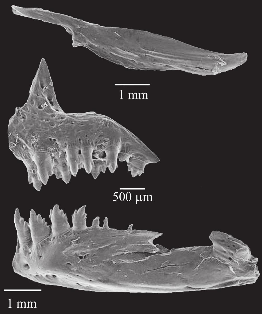 J. M. Wingert & L. R. Malabarba 473 Fig. 2. Maxilla and infraorbitals 1-5 of Bryconops piracolina, right side, MCP 41504, paratype, 35.0 mm SL, c&s.