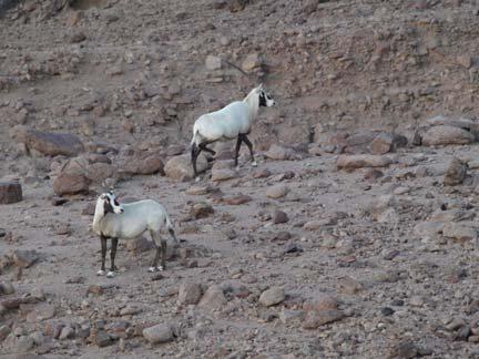 Re-introduction of Arabian oryx into Wadi Rum Protected Area, Jordan Jamal Al Zaidaneen 1 & Abd Alrahman Al Hasaseen 2 1 - Head of Conservation Section, Wadi Rum Protected Area, Aqaba Special
