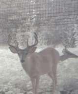 Check the fence as often as possible for deer entry, limb fall damage, or rodent chewing 8.