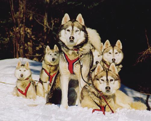 ca or at +1 604 639 9062. Dogsledding Adventure This adventure starts before you hit the trails!