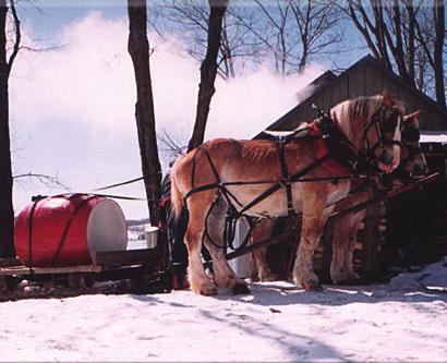 Then you go driving your dog sled or enjoying the ride as a passenger on valley trails with stunning views of Mont Tremblant.