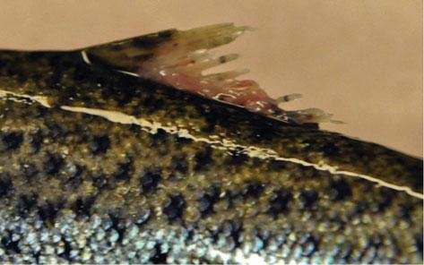 To the best of our knowledge, this is the first study to present evidence of induced mortality due to salmon lice infection at the population level in anadromous brown trout.