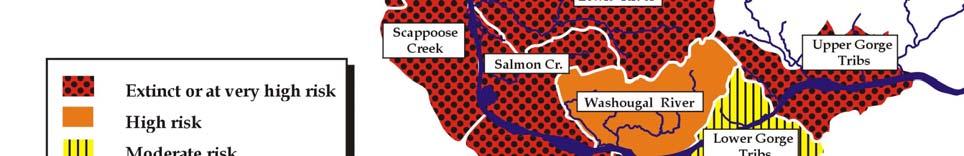 Chum salmon are presently at significant demographic risk and have likely lost much of their original genetic diversity.