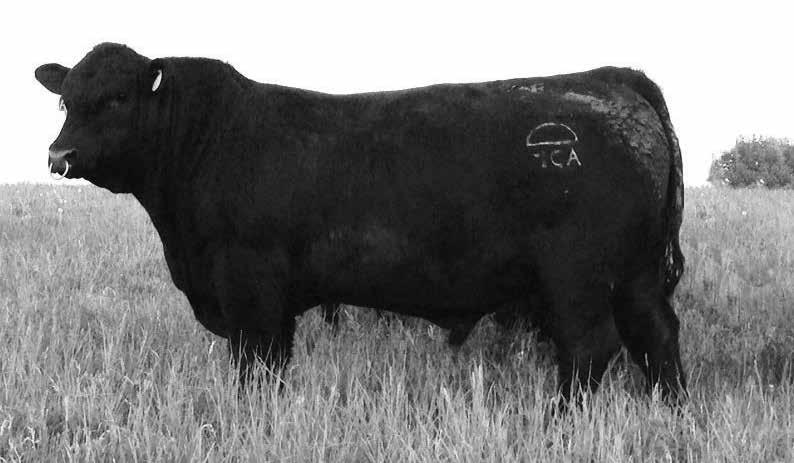 132 BF Pure Gabau 143 Angus Females 133 Hy-View Susie 4104 Cow Reg. No: 18187395 Tattoo: 143 Calved: 7/15/2014 Cow Reg.