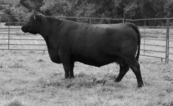 The dam of 5006, Covergirl Famous 7001 6969 has proven to be one of our top Gambles Hot Rod young producers to date.