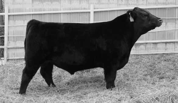 Brantnor s Freedom 15U Brantnor s Flora 11R South Shore s Miss Daisy 5Y Brantnor s Bestman 15R South Shore Miss Daisy 1U Brantnor s Miss Daisy 1U You need to see this bull live to appreciate the