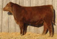 65H s first heifer calf was a top seller at the ND Red Select Sale going to Lodoen Red Angus of North Dakota. We have retained 15L and 14M.